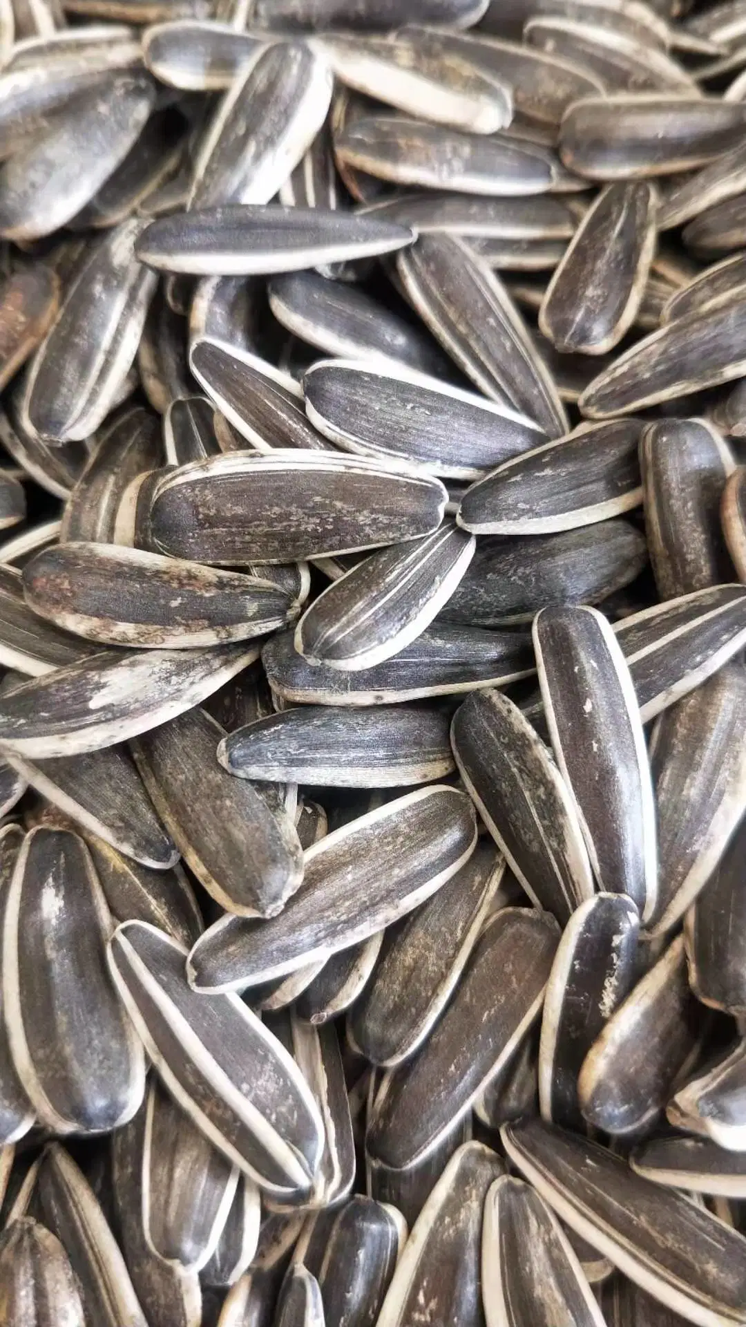 Top Quality Sunflower Seeds Wholesale/Supplier Price From Inner Mongolia