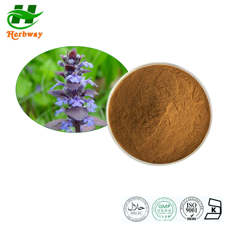 Herbway Herb Extract Wholesale Price %Turkesterone Ajuga Turkestanica Extract