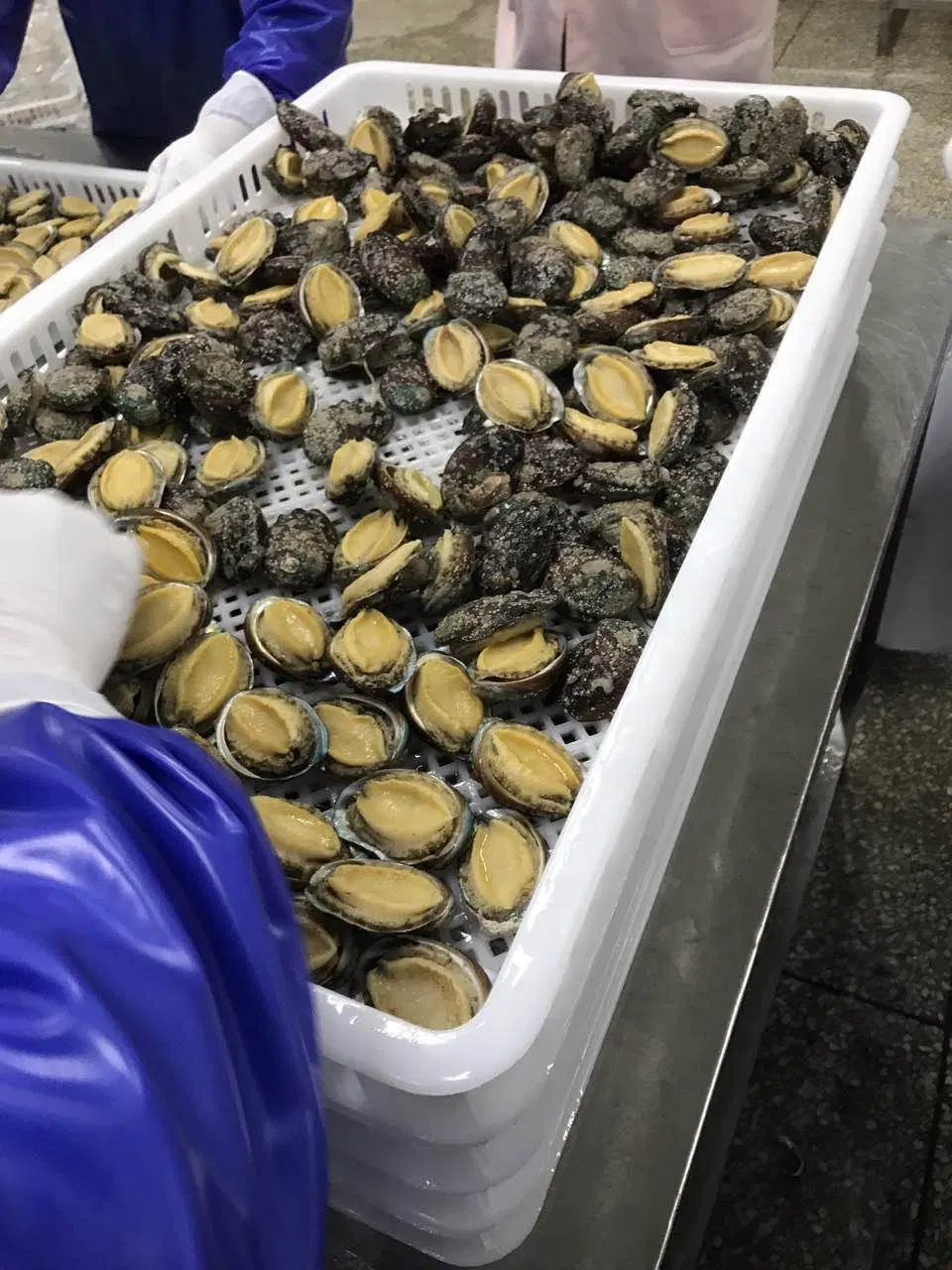 Congelados o frescos de alta calidad Abalone Proveedores