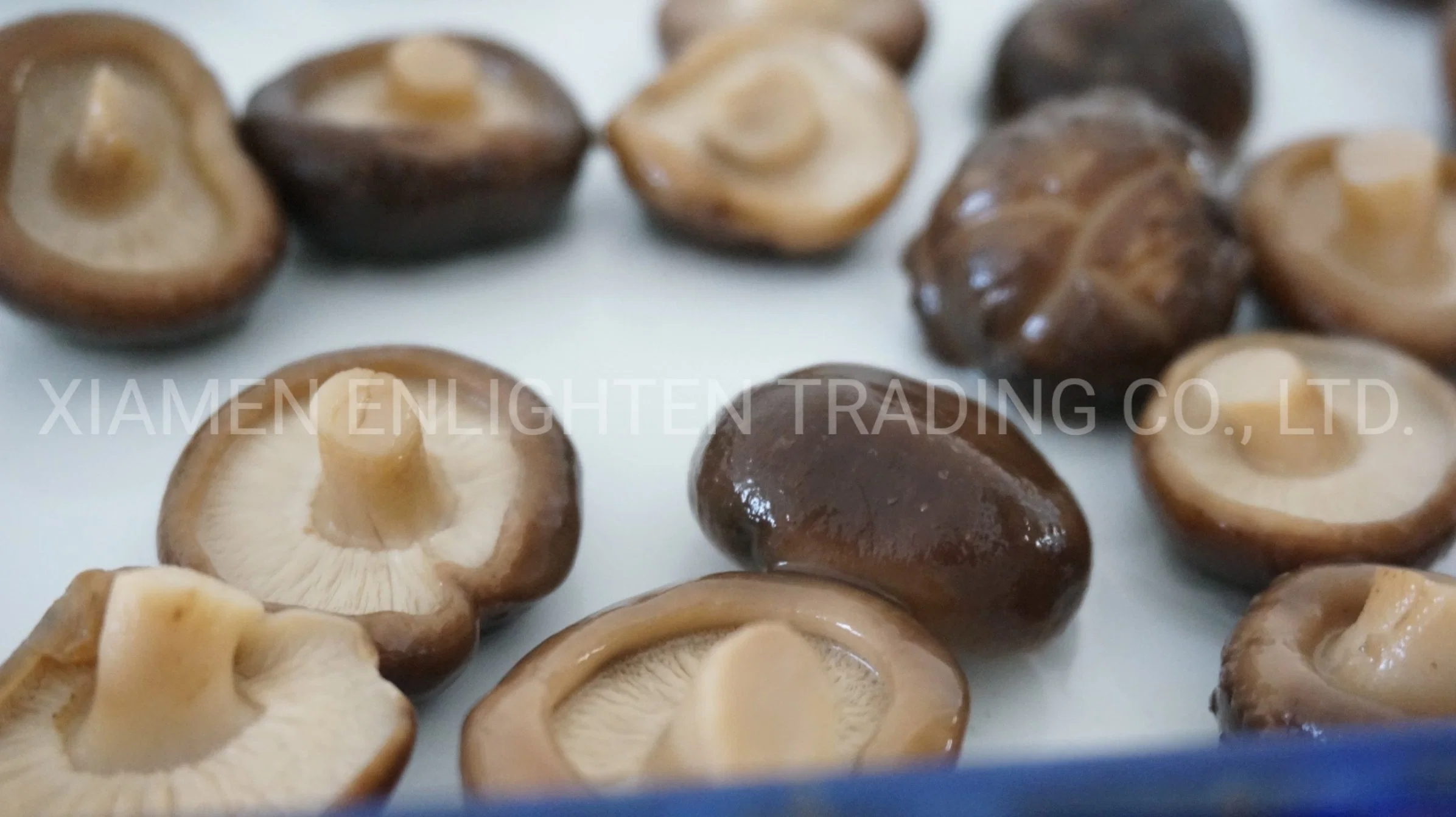 2021 nuevo cultivo de setas Shiitake