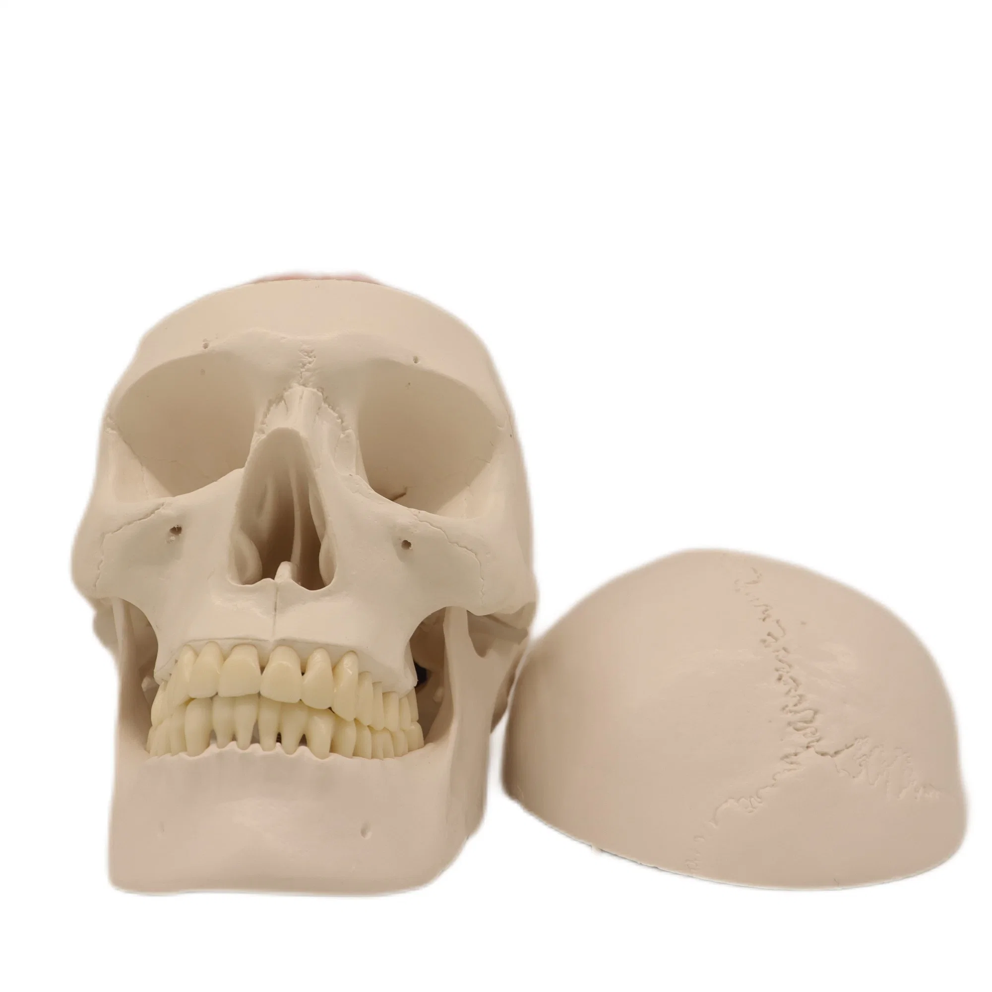 High Reproduction and Accuracy Medical Teaching Models Bone Color Human Teaching Brain Skeleton Model of 3 Parts