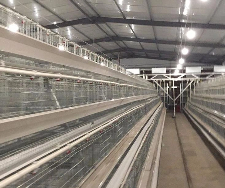 Automatic Poultry Cage System/Drinking Line/Chicken House /Poultry Farm Equipment