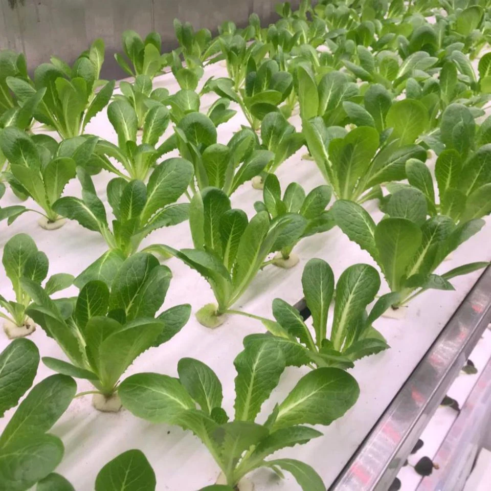 Un récipient transportable de légumes de serre de la culture hydroponique de ferme