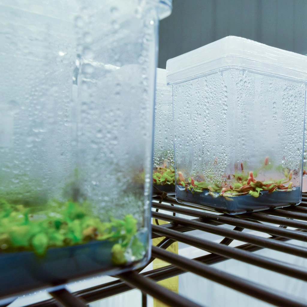 Cultivo de tejidos invernadero/invernadero de vidrio/plantas de vidente