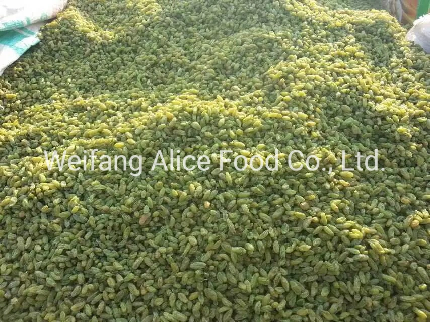 Xinjiang Raisins Green Raisins Long Shape and Big Size Dry Grapes