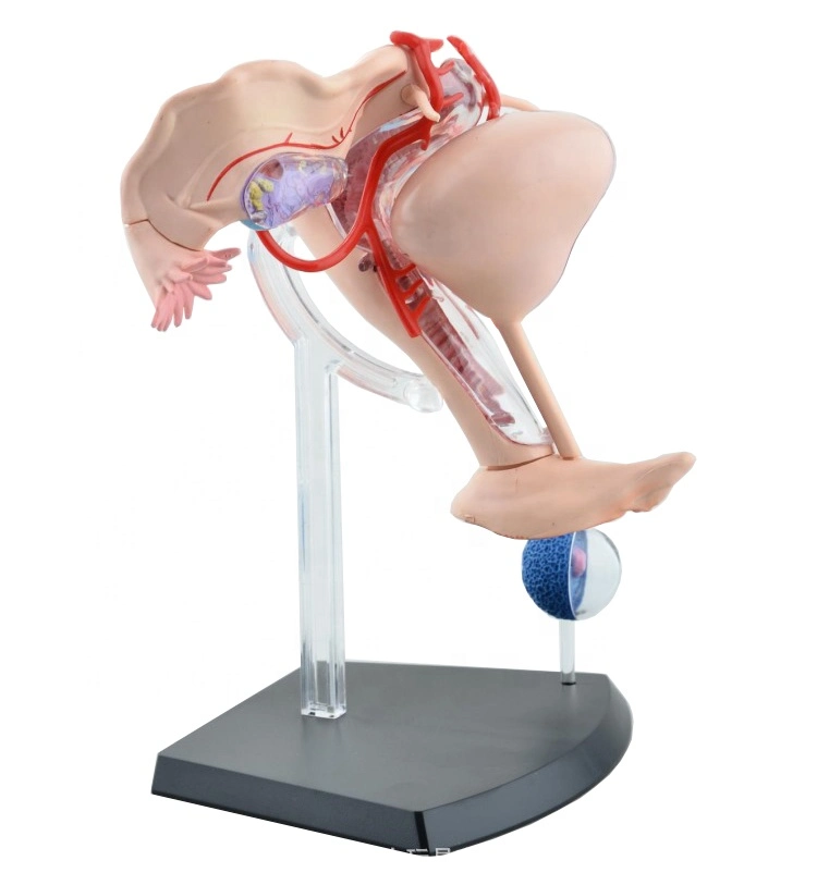 4D Human Body Organ Anatomical Female Uterus Model