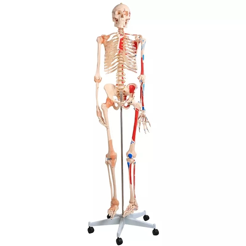 Medical Esqueleto Humano modelo de vísceras de 85cm corazón anatómico humano de los buques Modelo Precio