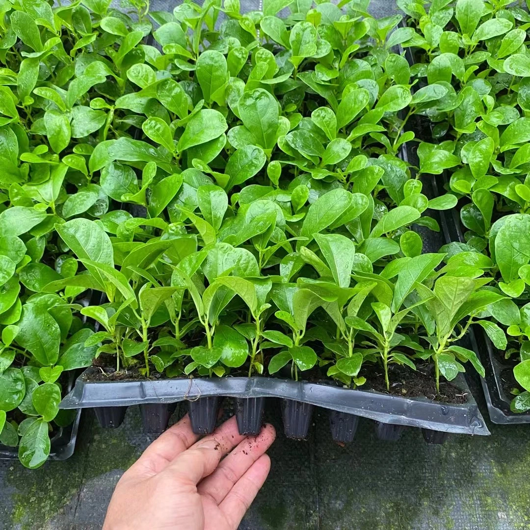 Ficus lyrata Mayorista de plantas de cultivo de tejidos de la bandeja de la plántula