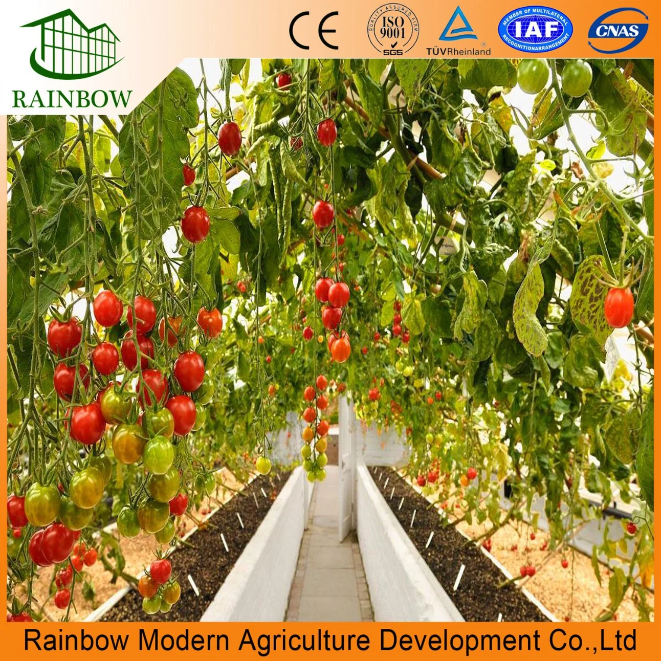 Agriculture commerciale serre de tunnel multi-étendue pour fleurs Tomato Cucumber Pepper aubergine pépinière hydroponique