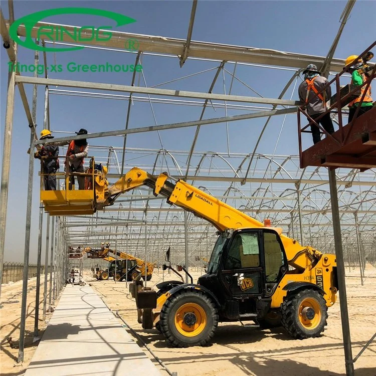 High quality/High cost performance  China Supplier Multi-Span Film Greenhouse with Side Vent and Roof Vent for Agriculture Production