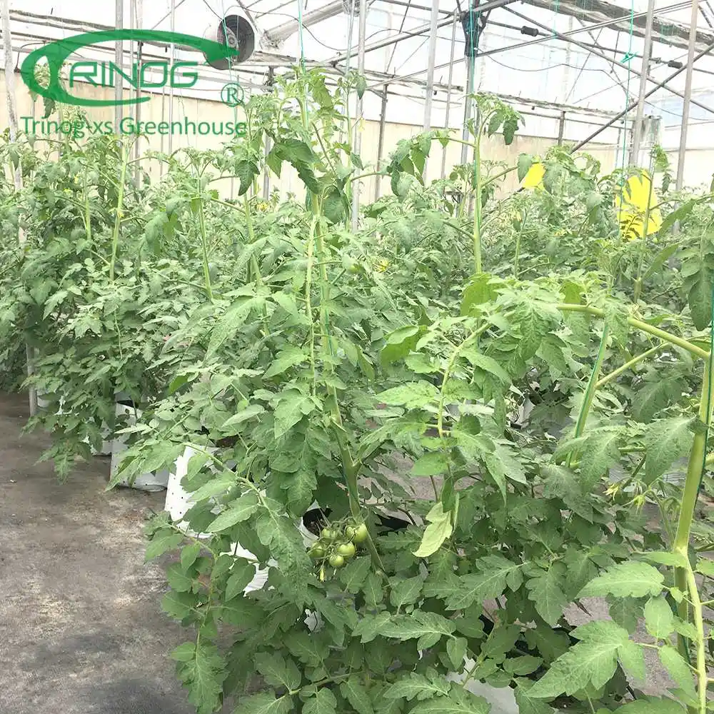 Customized Film Covering Material Cultivation Hydroponics System Greenhouse For Agriculture