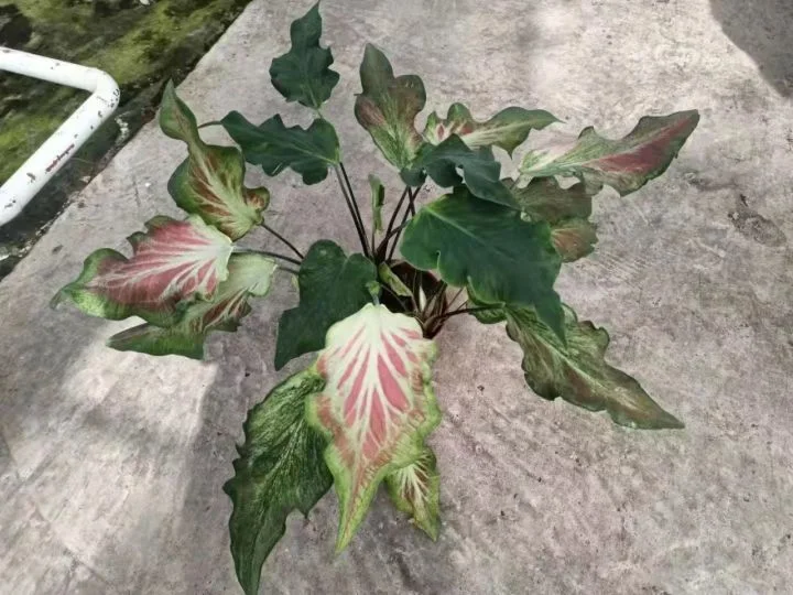 2021 Hot Selling Home Hotel Decoration Bonsai Caladium Bicolor