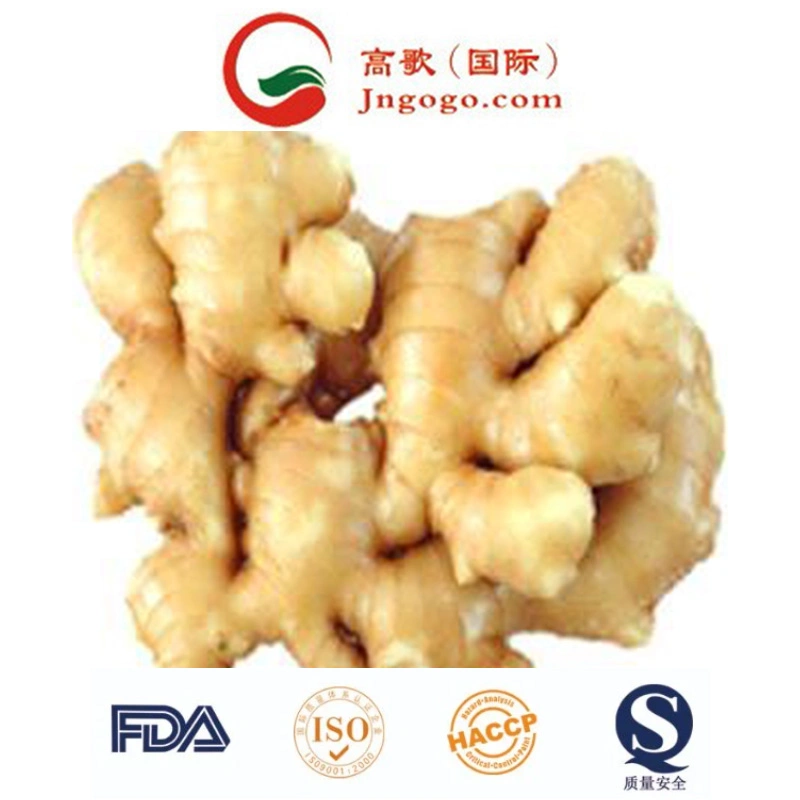 Export Chinese New Crop Good Quality Ginger