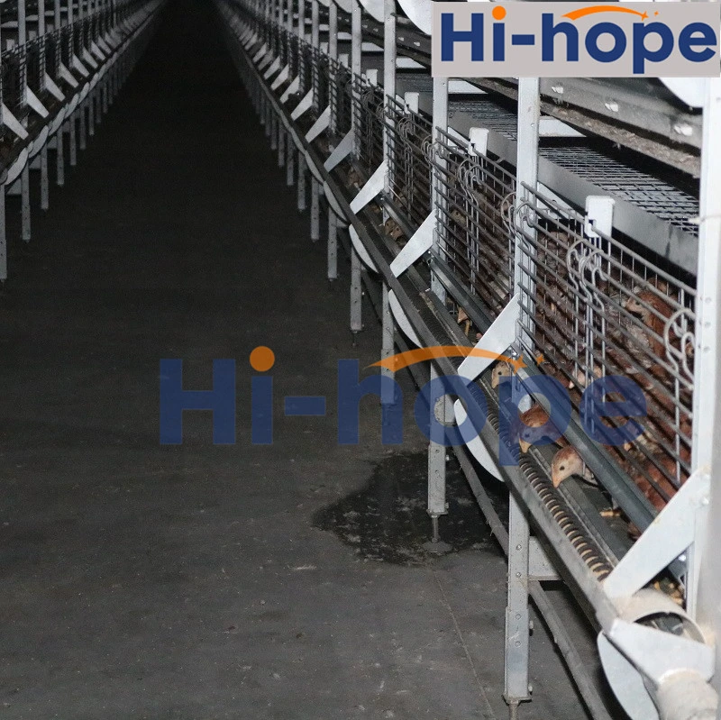 Automatic Layer Chicken Cage with Feeding Machine, Manure Machine