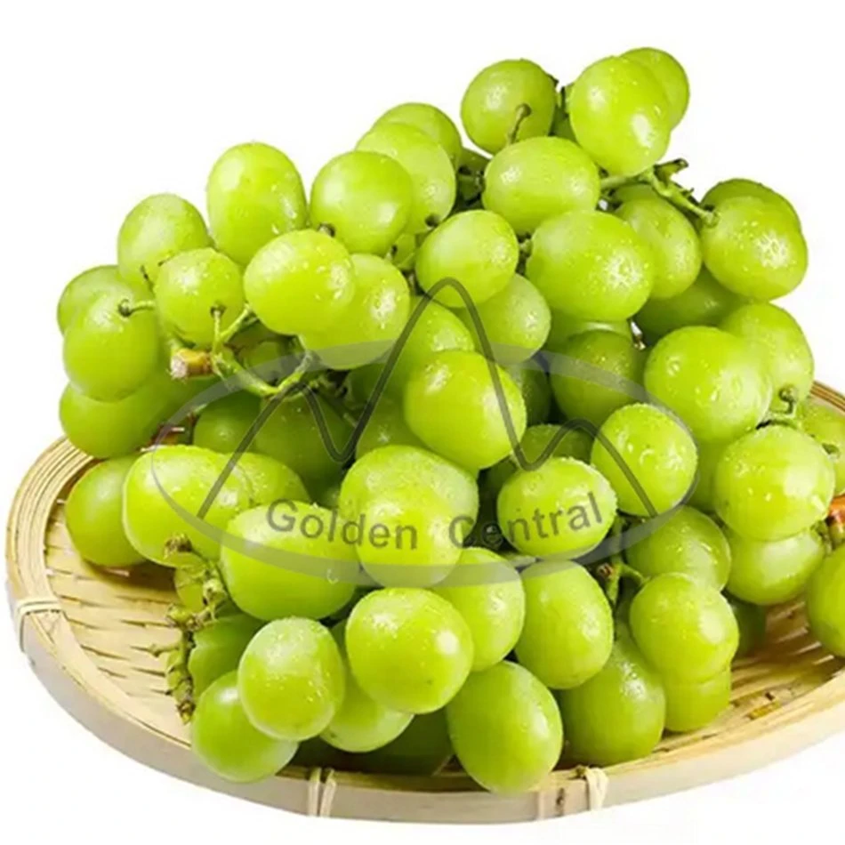 Frische Große Qualität Seedless Green Grapes Shine Muscat Trauben