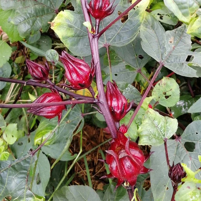 Suministro de fábrica de colores naturales de flores de Hibiscus en polvo Extracto de Roselle