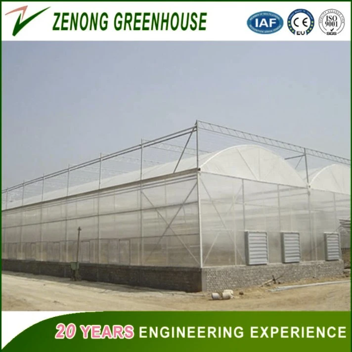 High quality/High cost performance Film Greenhouse Used for Planting Tomato/Cucumber/Pepper etc Vegetables Soilless Cultivation