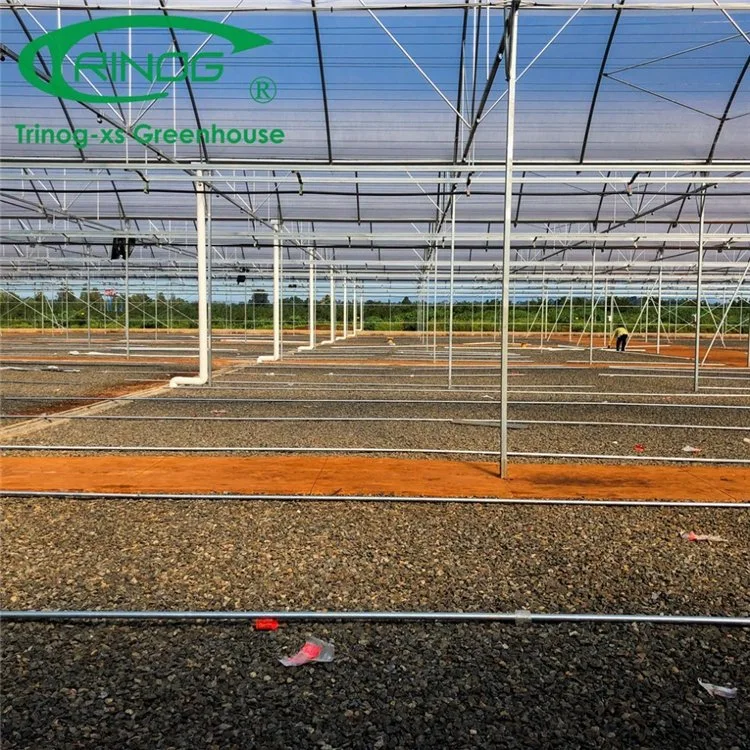 High quality/High cost performance High Tech Plastic Film Multi-span Greenhouse for Hydroponics Growing