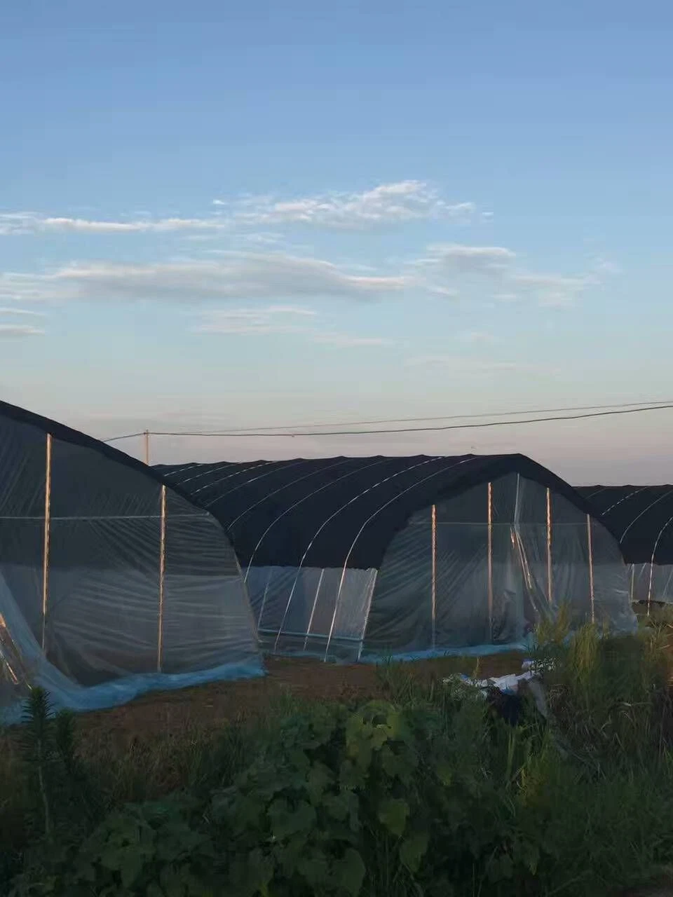 Seul Span serre avec film de type tunnel de rideaux de lumière pour effet de serre de privation de champignon