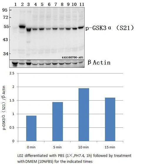 GSK3α (phospho-anticorps polyclonal S21)