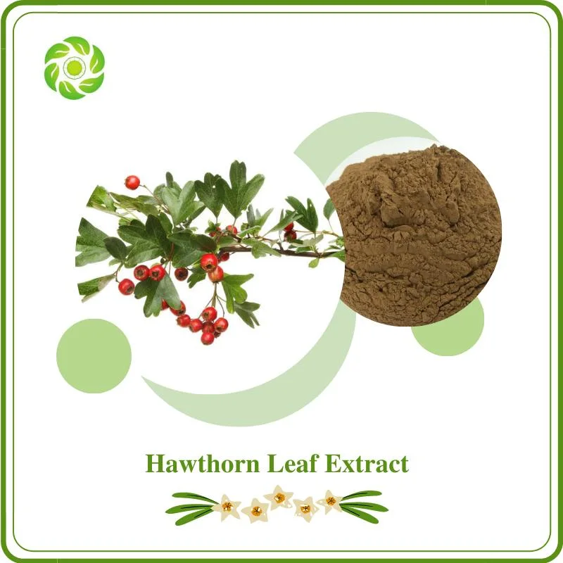 Extrato de planta de alta qualidade, de bem-estar mundial, Hawthorn Leaf Extract