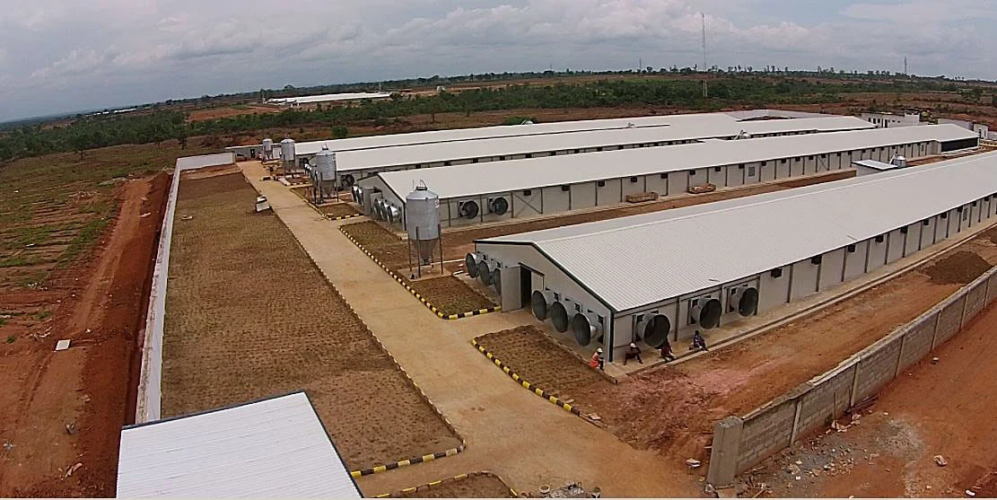 Single Steel Sheet Structure Farm Free Range Galvanized Chicken Poultry House