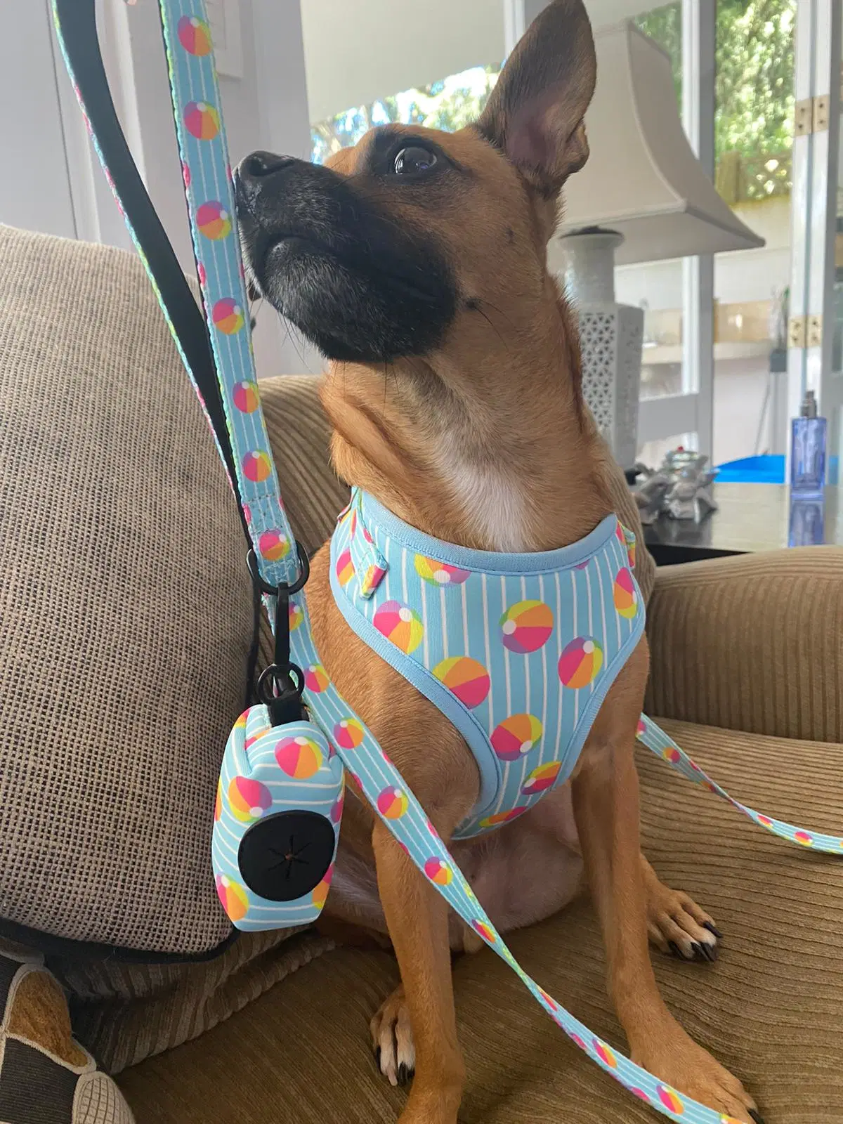 Custom Full Sets Breathable Mesh Youly Dog Harness