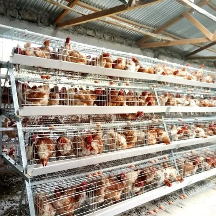 Geflügelzuchtgeräte Automatisierung Eierzuchtkäfig Broiler Hühnerkäfig