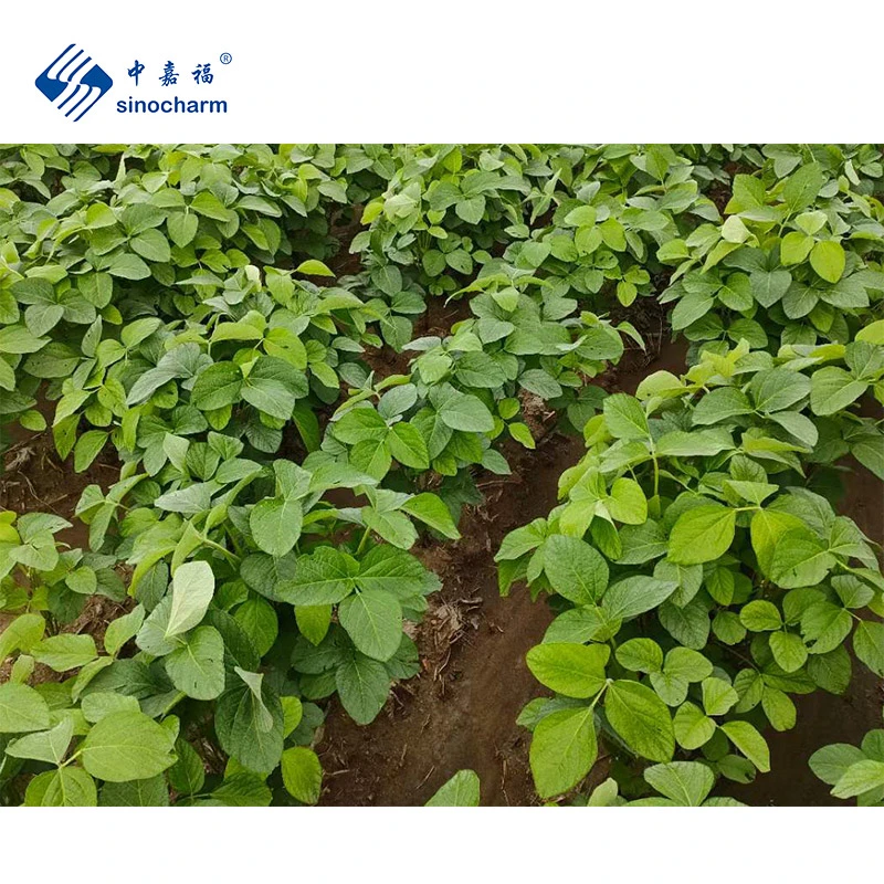 Sinocharm Chinese Kosher Frozen IQF Edamame Soybeans Supplier