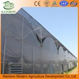 Tomato Economical Multi-Span Po Film Agriculture Greenhouse