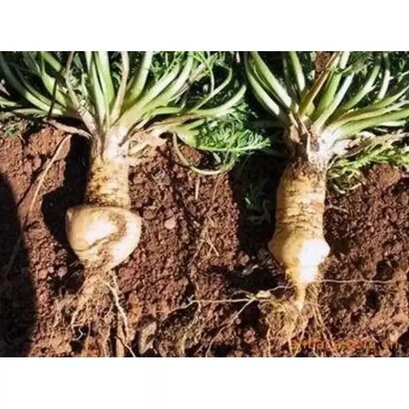 Santé masculine poudre naturelle d'extrait de racine de maca noir ou jaune