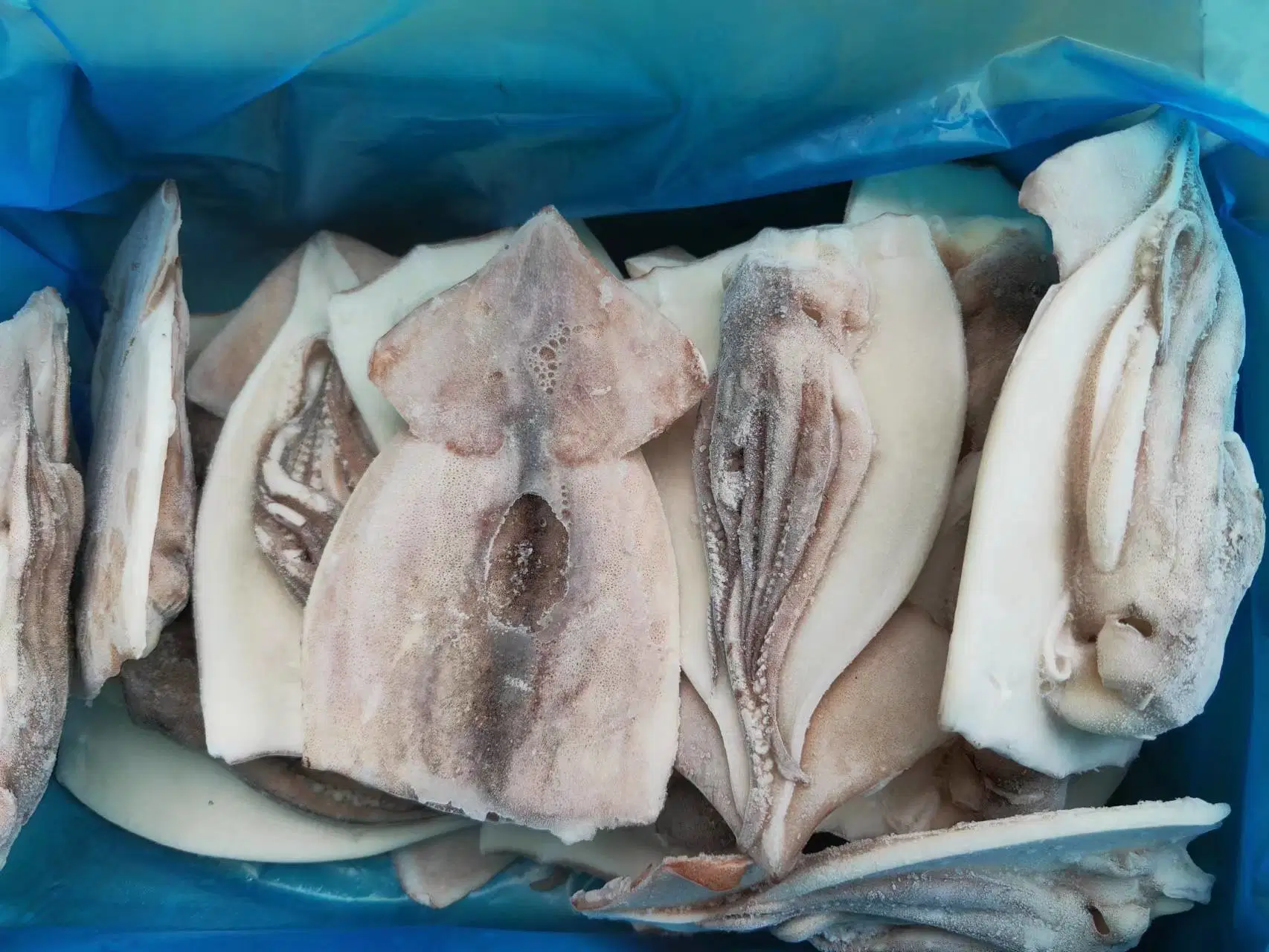 Frozen Squid Fillet with Tentacle/Squid Slice with Tentacle/Calamari/Calamar/Calmar/Pota