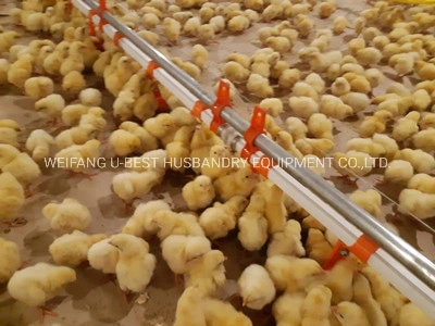 CE Approved Poultry Farm Shed Automatic Chicken Breeding Equipment