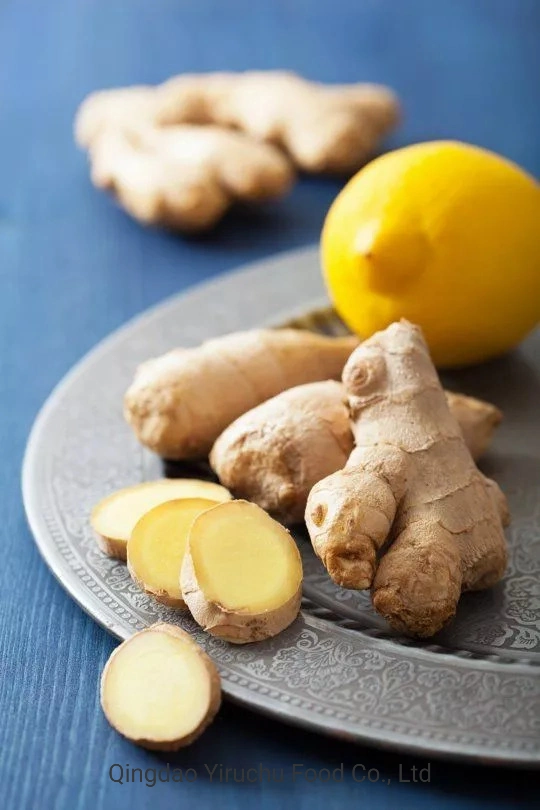 Chinese Organic Healthy Top Quality Dry Ginger Dried Ginger