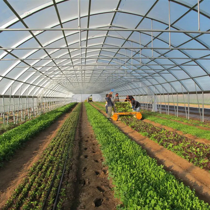 China Single Span Tunnel Greenhouse Made Used for Agriculture