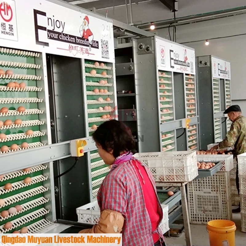 Système d'alimentation automatique Équipement de poulailler pour poules pondeuses au Bangladesh.