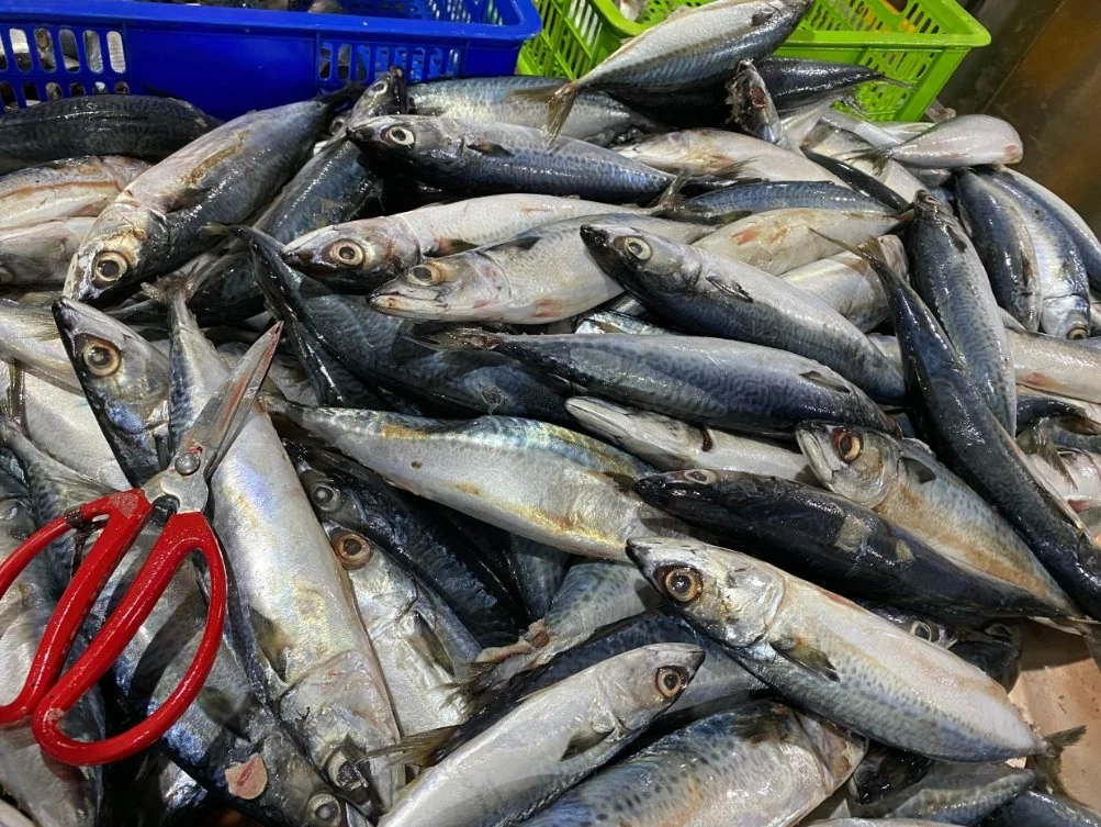 Seafood Manufacturing Canned Mackerel Fish in Brine Exported to Chile 425g