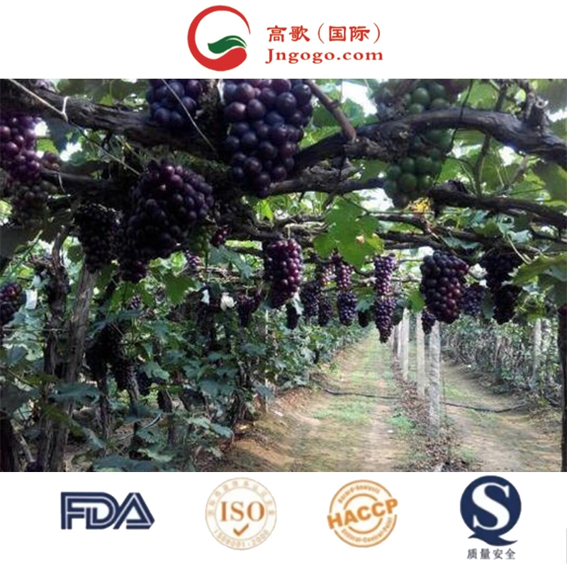 Bulk Kyoho Shine Muscat Fresh Grapes for Sale