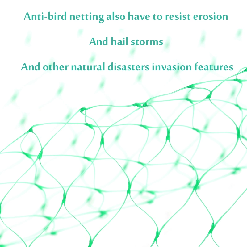 شبكة Green Anti-Bird Netting، شبكة طيور Plant Garden Bird Netting