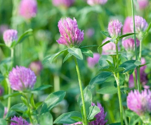 Halal Certified Red Clover Extract Isoflavone 8%, 20%, 40% durch HPLC