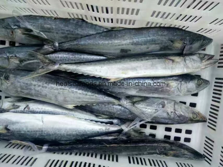 Chinese Frozen Spanish Mackerel Fish Supplier