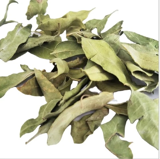 Luo Bu Ma Factory Supplies Wholesale/Supplier Bulk Natural Herb Medicine Apocynum Venetum Leaves for Health