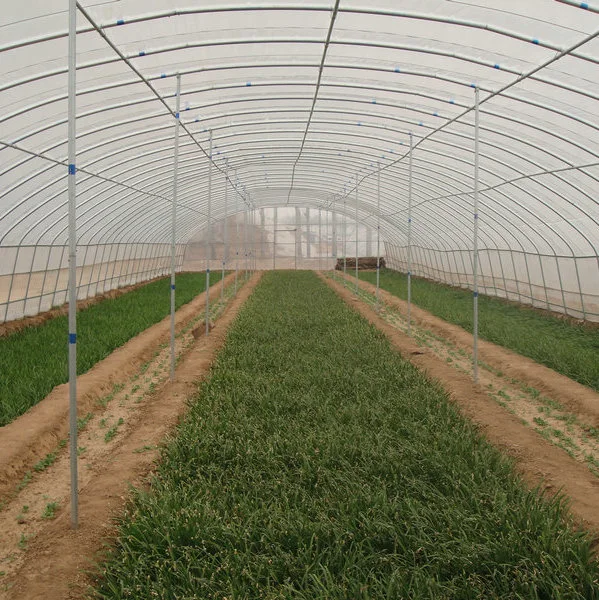 Low Cost Single Span Film Plastic Tunnel Greenhouse Agriculture Used for Growing Tomato