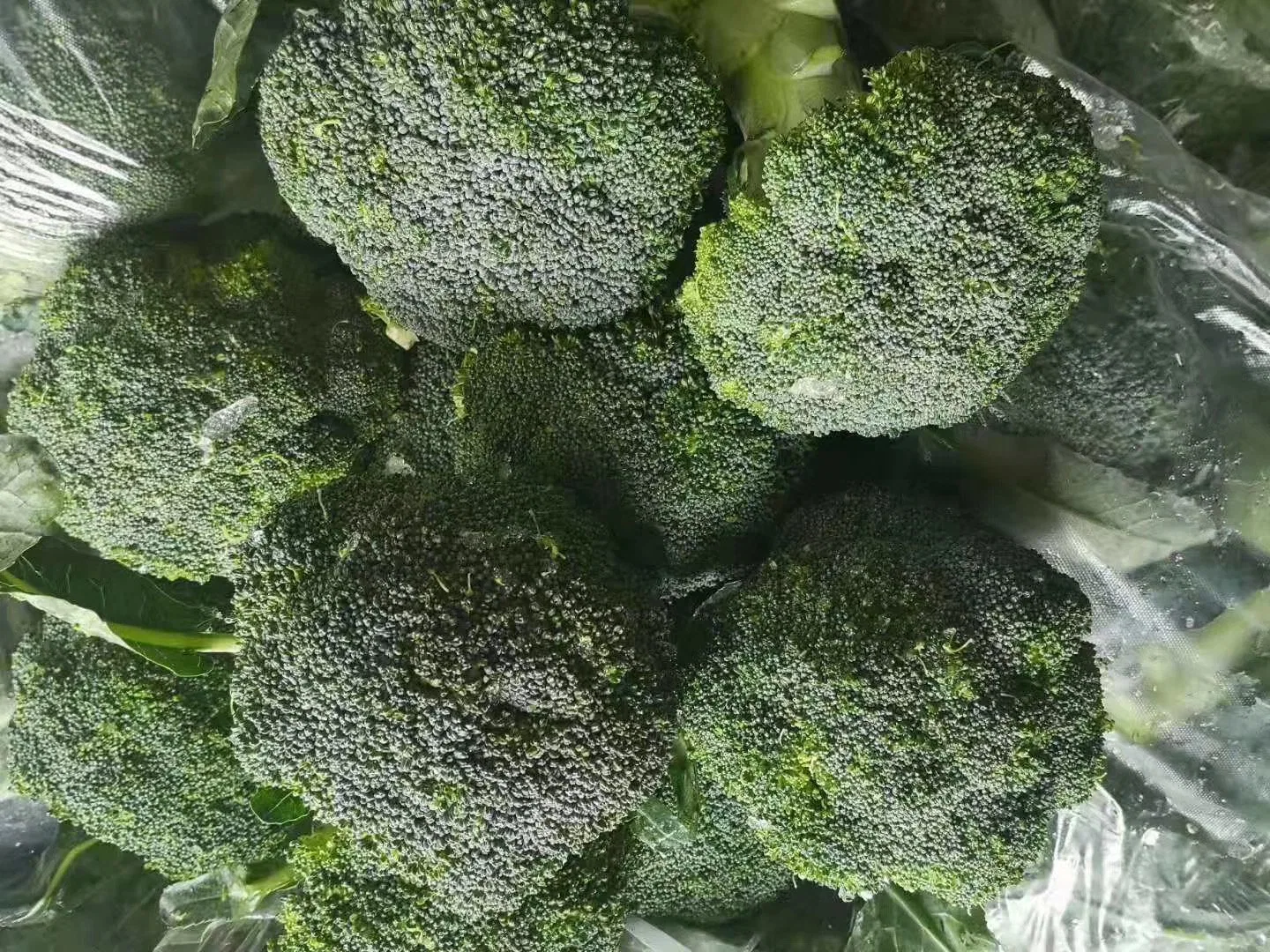 Health Non-Additive Fresh IQF Food Frozen Broccoli Flowers Vegtable