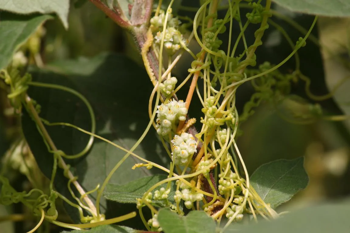 New Herb Medicine Purity No Animal Cuscuta أستراليس مقتطف for كلية