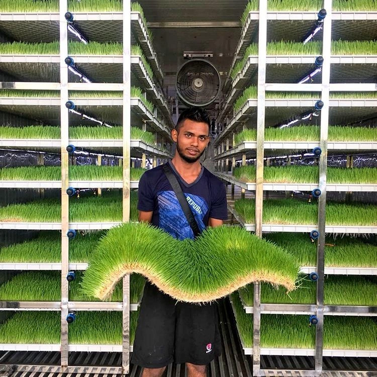 Hydroponics System in Greenhouse for Growing and Annimal Feed