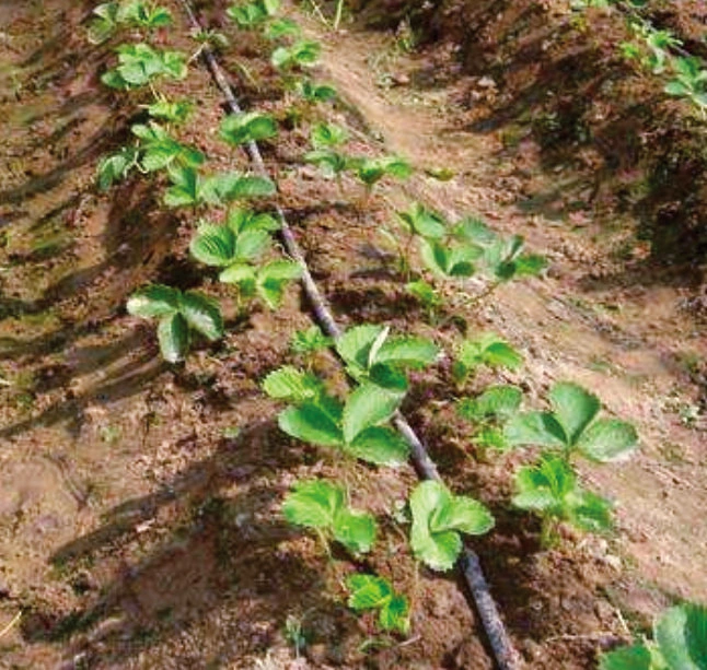 PE-Tropfband mit Emitter-Tropftropfer für das Farm Drip Bewässerungssystem