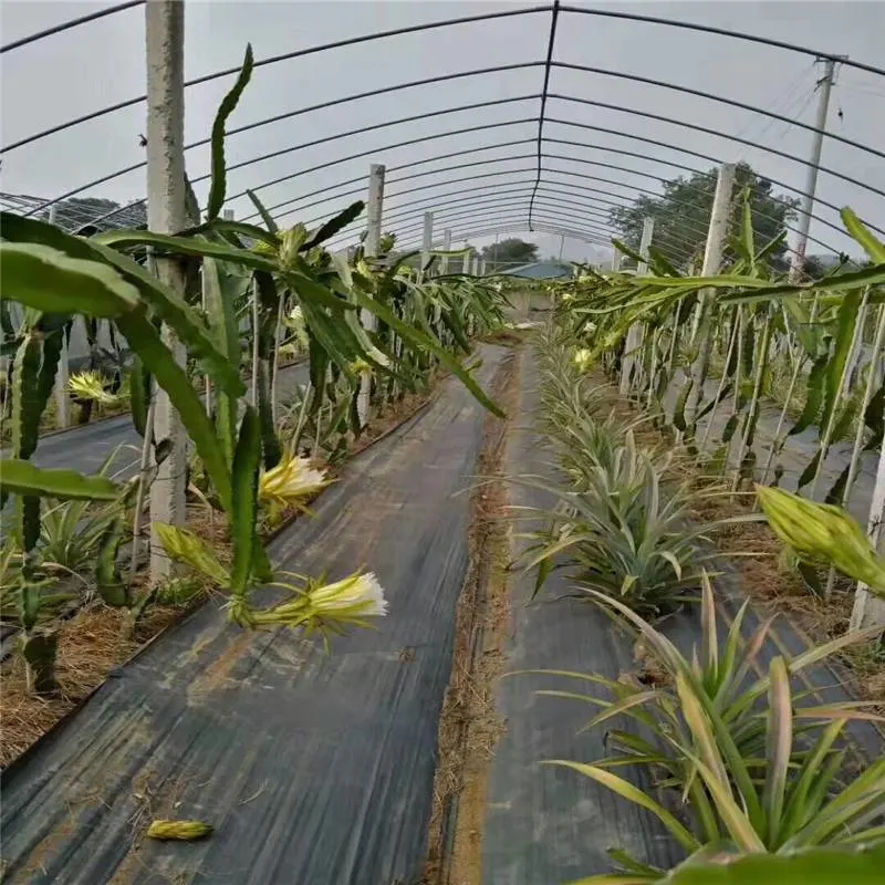 Hesheng PP PE película elástica tela resistente al suelo Mat tejido Para cultivar un huerto