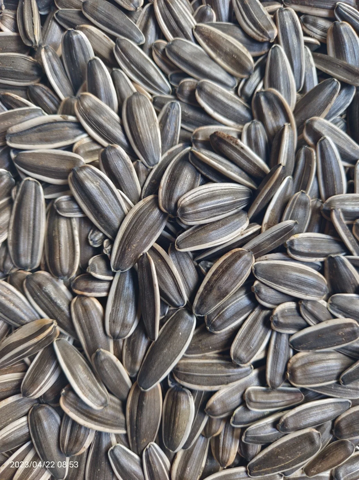 601 semillas de girasol granos de semillas de girasol de rayas negras Raw