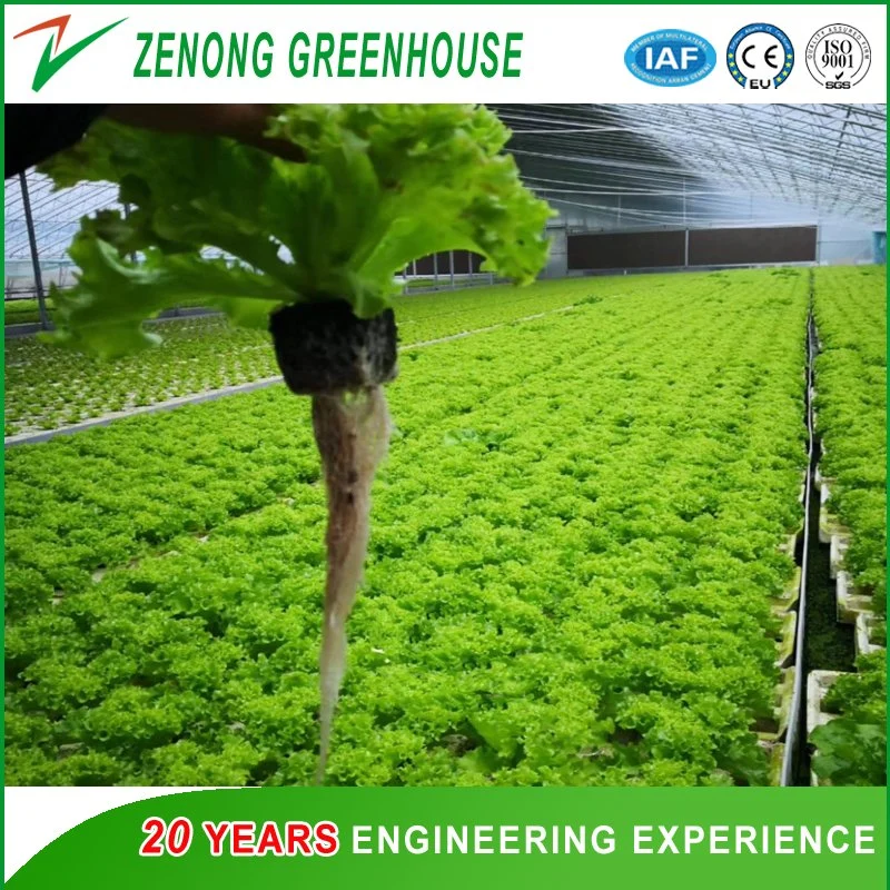 Modern Multispan Film Greenhouse for Vegetables/Flowers/Hydroponics for Sale